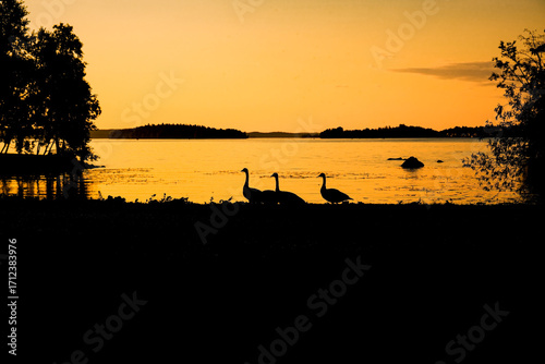 Geese walk along the shore of the lake at sunset. Copy space. Photo