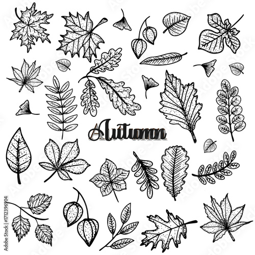 Autumn foliage hand drawn leave set botanical and branches design