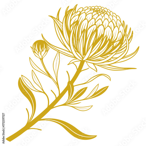 everlasting flower yellow vector