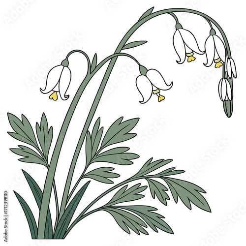 dutchmans breeches on white background 