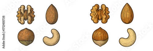 Nut varieties displayed on a white background showcasing distinct shapes and textures for identification and learning