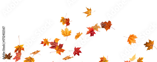 PNG Falling leaves, autumn foliage on transparent background, beautiful background Overlay orange and gold leaves. Vector maple leaf, png, flying foliage from tree.