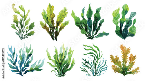 Vibrant Watercolor Seaweed Set for Underwater Designs