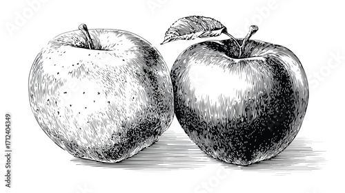 Hand-Drawn Engraving Style Apple Fruit Vector Illustration for Design Projects
