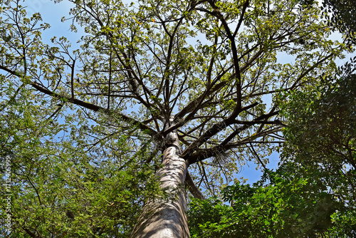 African baobab tree (Adansonia digitata) in Rio de Janeiro, Brazil