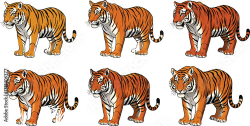 Cartoon tiger character design variations, detailed vector illustrations of wild animal poses for artistic comparison, animation, and educational reference use