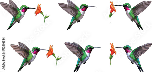 Colorful hummingbirds feeding on trumpet flowers in flight, vibrant nature scene with tropical birds and blossoms, isolated vector illustration set