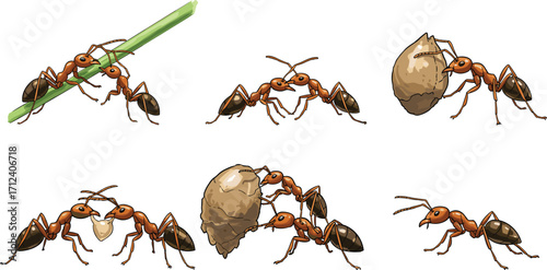Cartoon ants working together in various teamwork scenes, carrying food and communicating, detailed vector insect illustrations for nature and behavior concepts