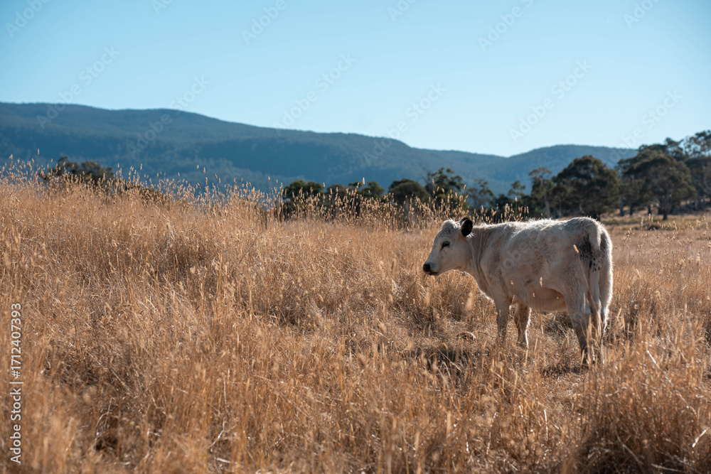 Obraz premium black Angus, wagyu and murray grey beef bulls and cows, being grass fed on a hill in Australia. sustainable agriculture and food security