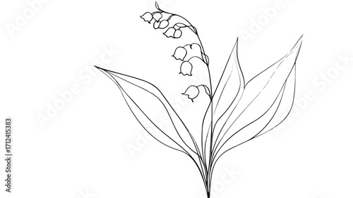 Continuous Line Lily of the Valley Modern Botanic Artwork