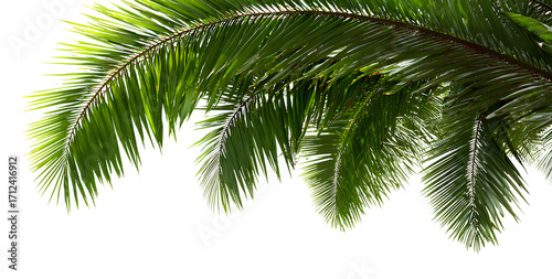  palm leaves, png transparent background. no shadow on the edges of the photo, png file, white