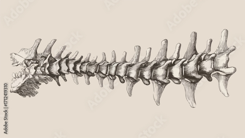 Detailed Engraved Illustration of Human Spine Anatomy