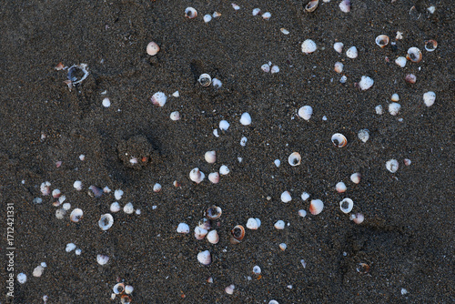 Bild auf Leinwand Dark sandy surface with numerous small shell fragments scattered across