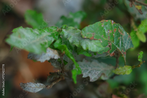 Foto Close view of a damaged leaf showing irregular chew holes, brown lesions and mottled chlorosis