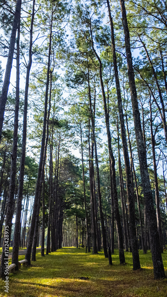 Obraz premium Pine trees line the green forest under the blue sky. The green grass carpets the area, inviting you to sit and relax on it. The cool, refreshing air is filled with the scent of nature. green forest
