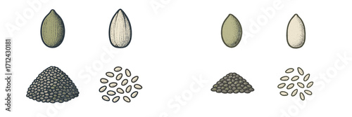 Detailed illustration of various seeds showcasing unique shapes and textures in a simple layout