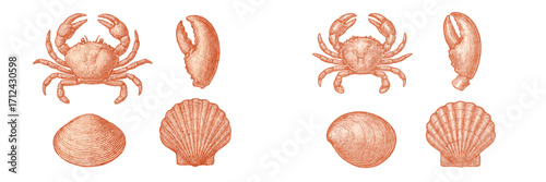 Various types of crustaceans and shells illustrated in detail over a white background