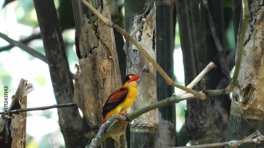 custom made wallpaper toronto digitalkingfisher on the branch