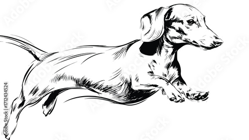 Playful Dachshund Dog in Motion Outline Running
