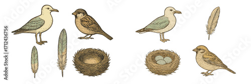 Detailed collection of wild birds, natural nests with eggs, and delicate feathers in an antique engraved style on white