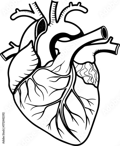 vector illustration of human heart 