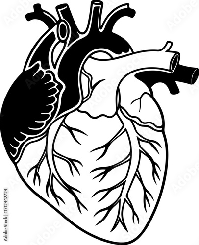 vector illustration of a human heart