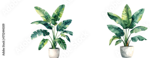Sat of Minimalist Watercolor Illustration of Potted Banana Plant