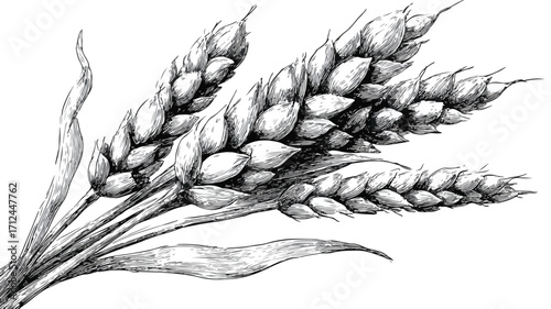 Detailed Wheat Bread Ears Cereal Crop Sketch Engraving Style Image