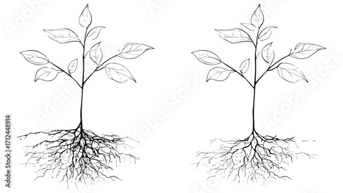 Young Tree Sapling Outline Vector for Botanical Growth Designs