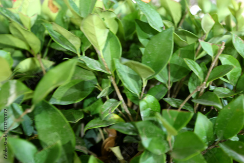 Tableau sur toile Dense shrub foliage with glossy, ovate leaves fills the frame, showing intertwined twigs and new tips