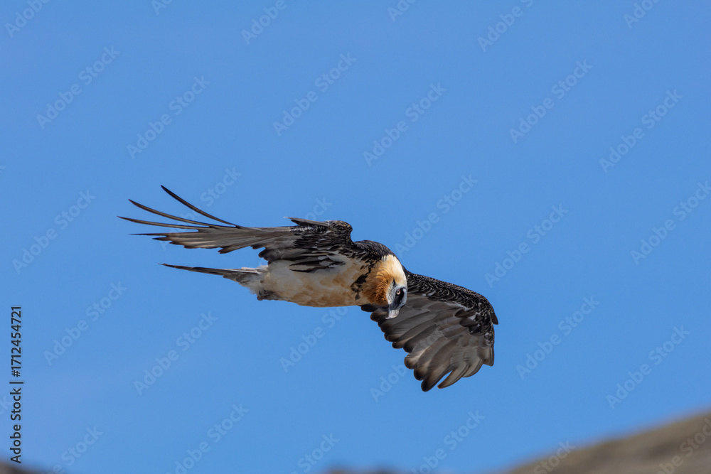Fototapeta premium bearded vulture, bone-eating vulture, largest mountain vulture in Europe and Asia