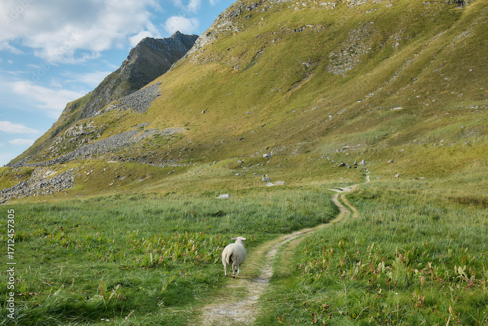 Fototapeta premium Single sheep on hillside pasture with scenic background of mountains and cloudy sky.
