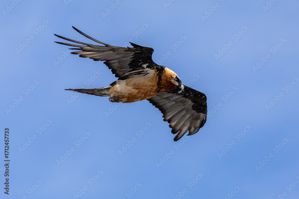 Obraz premium bearded vulture, bone-eating vulture, largest mountain vulture in Europe and Asia