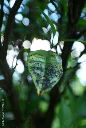 Canvastavla Single leaf with mottled green and black patches shows signs of fungal infection or decay