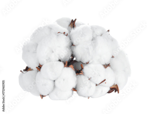 Cotton on Transparent background - White boll of Soft Cotton for Product Placement - Soft, Clean and Fresh Marketing Visuals - Cotton Flower Isolated