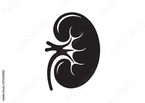 Kidney line art vector, Kidney Icon