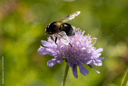 Schwebfliege auf einer lila Blüte