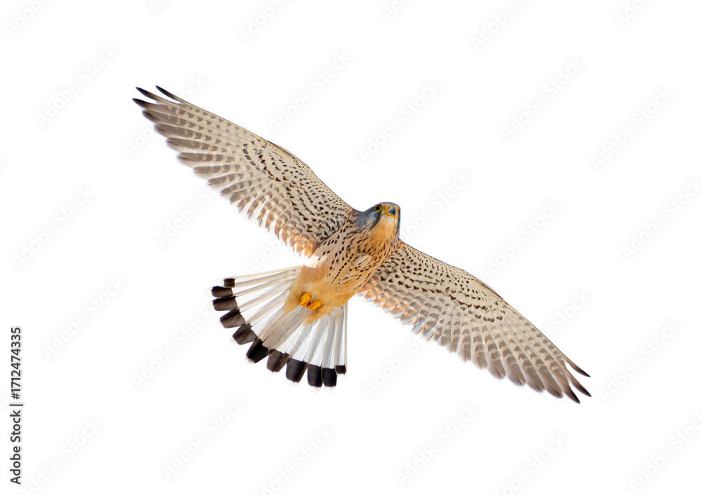 Fototapeta premium bird