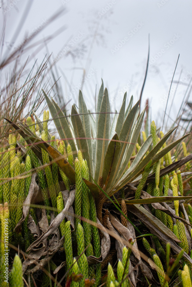 Obraz premium Pequeña planta llamada Frailejon creciendo en un páramo en Colombia