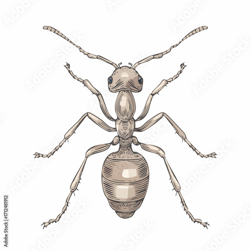 An isolated illustration of an ant, depicting its anatomy and details.