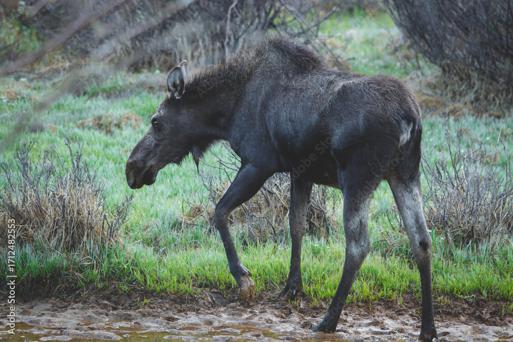 Fototapeta premium Moose walking in the wilderness