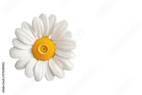 Wallpaper Mural White Daisy Flower with a Yellow Center on a White Background Torontodigital.ca