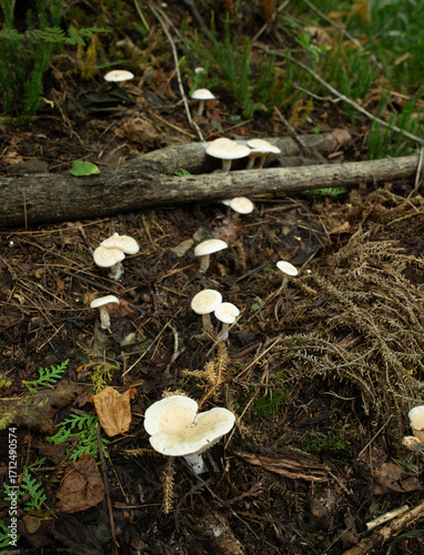 Φωτογραφία Fungi kingdom, macro photography of mushroom and mycelium in a forest