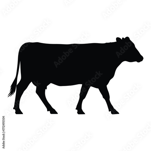 Silhouette of a black cow walking livestock animal farm agriculture domestic bovine grazing silhouette