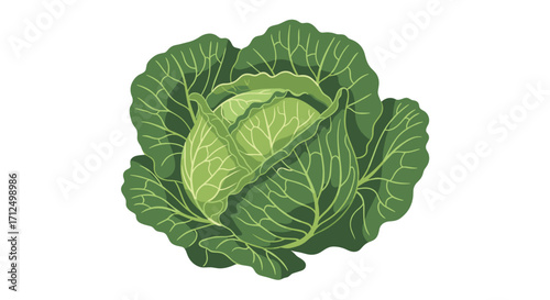 Green cabbage healthy vegetable food ingredient for cooking and salads.