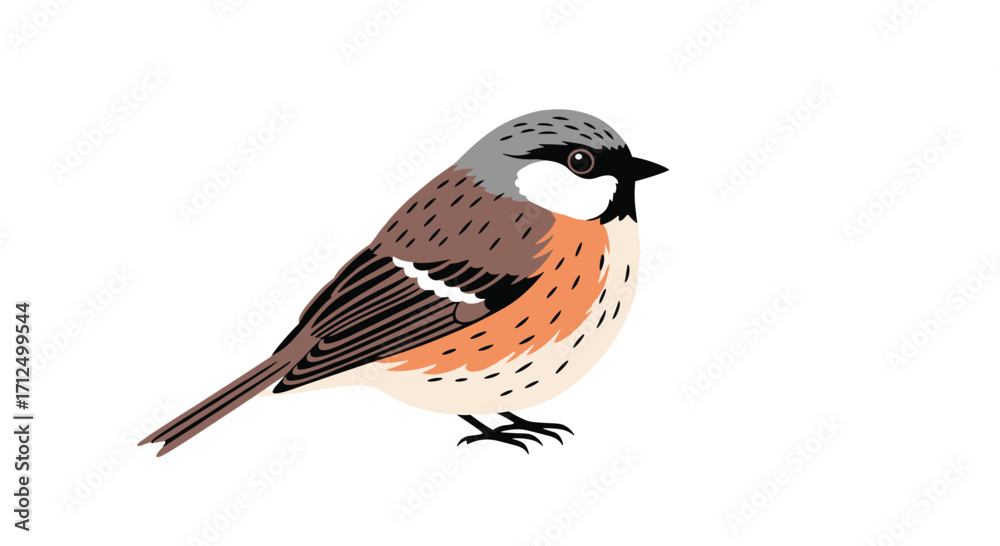 Obraz premium A small brown and grey bird with an orange chest and black eye stripe.