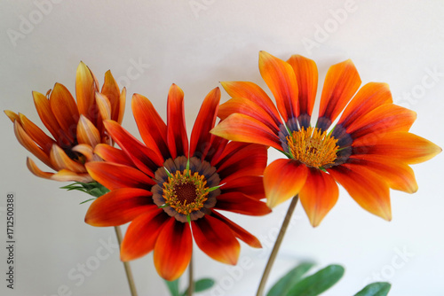 Gazania With Red, Orange And Brown Petals