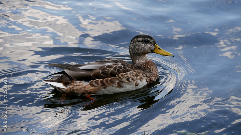 Fototapeta premium duck in the water
