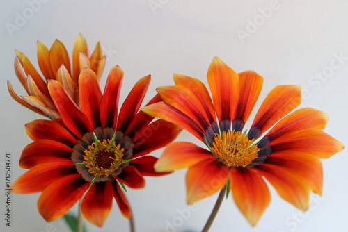 Gazania With Red, Orange And Brown Petals