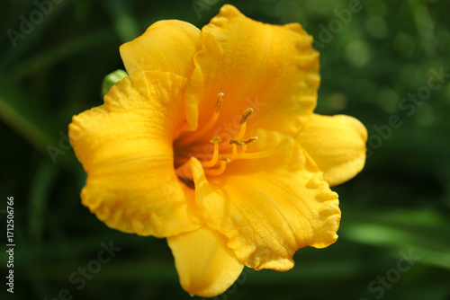 Golden Yellow Daylily 